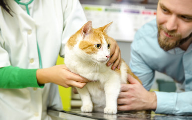 Cat on vet table in main focus, veterinarian and pet owner in background 