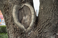 A Place To Cut A Branch On A Tree In A Park, Healing In The Form Of A Circle. Felling Of Trees. Broken Branch.