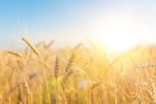 Wheat Field. Ears Of Golden Wheat Close Up. Beautiful Nature Sunset Landscape. Rural Scenery Under Shining Sunlight. Background Of Ripening Ears Of Meadow Wheat Field. Rich Harvest Concept
