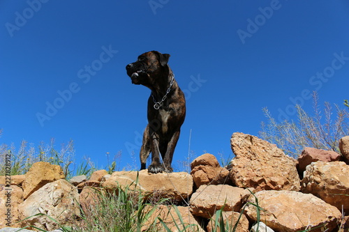 Fotografía chien cane corso en haut d'un mur en pierre