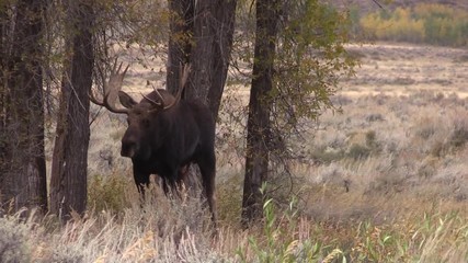 Wall Mural - Rutting Bull Moose in Autumn