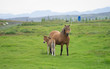 Islandpferde auf saftig grünen Wiesen im Süden Islands
