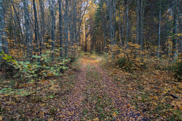 Wall Mural - autumn in the forest path