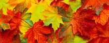 Beautiful Nature Autumn Background With Fallen Maple Leaves