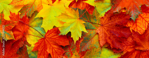 Fotografía Beautiful Nature autumn Background with fallen maple leaves