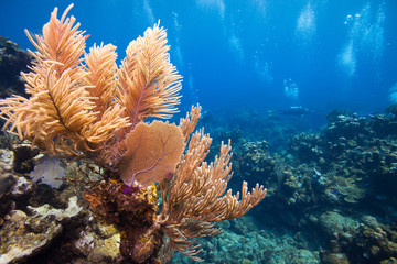 Scuba divers pass over coral reef on Roatan island