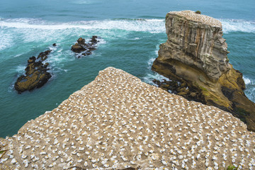 Wall Mural - Gannet Bird Colony at Muriwai Beach Auckland New Zealand; migration birds come to new zealand during every spring and summer time