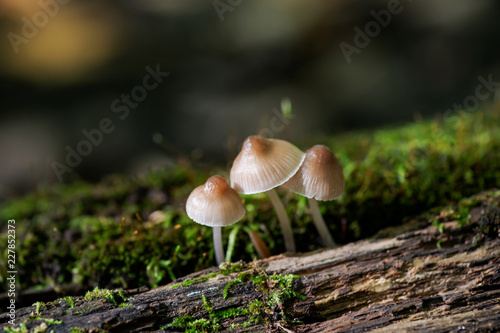 Fotografie, Obraz Mycena, poisonous fungi, small saprotrophic mushrooms on dead tree in forest pre
