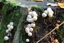 Group Of Lycoperdon Pyriforme Or Pear-shaped Puffballs On Old Stump