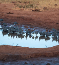 Guinea Fowl Group Drinking Water