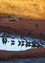 Guinea Fowl Group Drinking Water