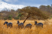 Zebras Under Trees