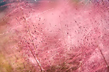 Pink Muhly Grass Background