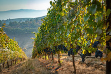 A Row Of Ripe Wine Grapes Ready For Harvest On A Hillside Vineyard In Southern Oregon