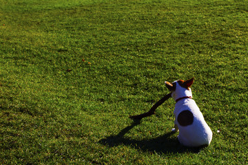 Dog in the Park