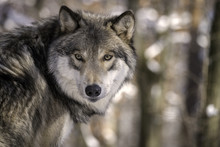 Timber Wolf (Gray Wolf Or Grey Wolf) In The Snow