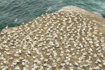 Wall Mural - Gannet Birds Colony at Muriwai Beach Auckland New Zealand