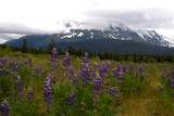 Fototapeta Góry - Purple lupine flowers in the foreground of a snow covered mountain in Alaska