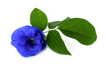 Pea flowers on white background.