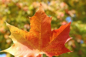 Wall Mural - Red maple leaf with blurred of colorful tree leaves background. Nature in autumn background concept.
