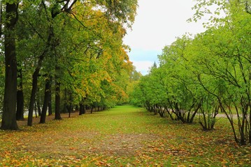 Wall Mural - Soft focus of beautiful garden with big tree and colorful leaves on green grass in autumn. Nature background concept. 