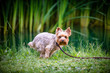 Yorkshire Terrier Relieving himself