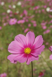 Fototapeta Kosmos - Closeup of Pink Cosmos bipinnatus Flowers with Blurred Landscape Background