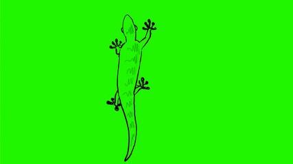 Wall Mural - 2d Animation motion graphics showing a drawing of a lizard walking or crawling viewed from top on white and green screen with alpha matte in HD high definition.