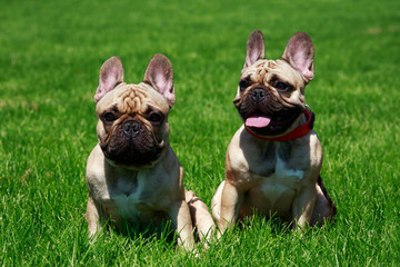 Dog breed French Bulldog