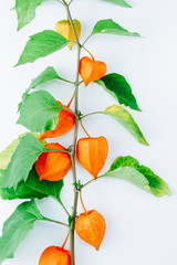 Wall Mural - Orange Flower of physalis alkekengi isolated