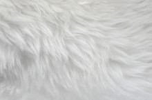 White Animal Wool Texture Background, Beige Natural Sheep Wool, Close-up Texture Of  Plush Fluffy Fur