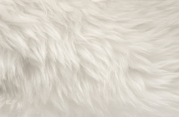 white animal wool texture background, beige natural sheep wool, close-up texture of plush fluffy fur