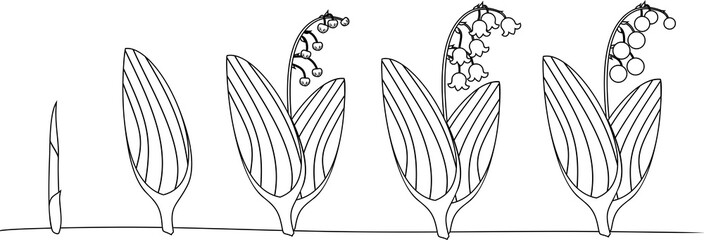 Canvas Print - Coloring page. Life cycle of Lily of the valley or Convallaria majalis. Stages of growth from sprout to adult plant with flowers and berries