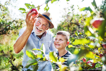 Wall Mural - A senior man with grandson picking apples in orchard in autumn.