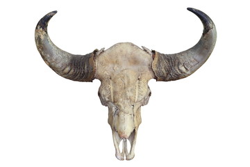 skull of aging bull head with horn isolated on white background