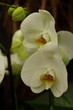 Tropical Orchid Cymbidium flowers