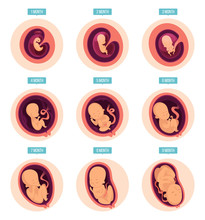 Pregnancy Stages. Human Growth Stages Embryo Development Egg Fertility Pregnancy Stages Vector Infographic Pictures. Illustration Of Embryo Pregnancy, Medicine Growth Stage