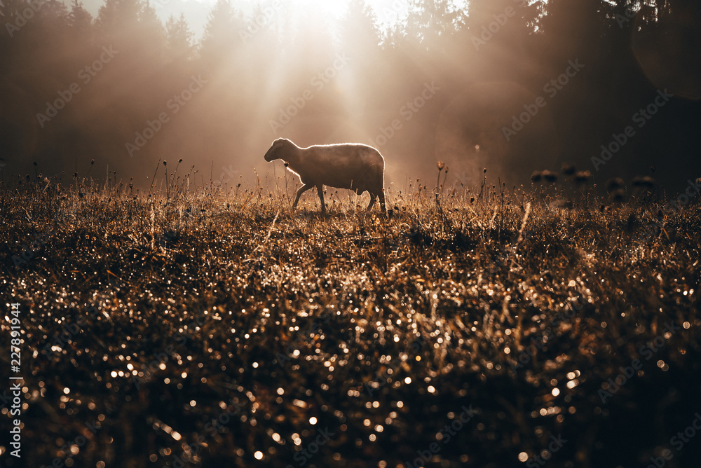 Lost sheep on autumn pasture. Concept photo for Bible text about Jesus as sheepherder who cares for lost sheep - obrazy, fototapety, plakaty 