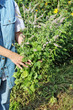 © Aleksandr Volkov - Woman farmer peasant holding  in hands a large bouquet of fresh blooming mint