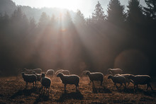 Sheep On Morning Autumn Pasture