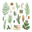 Watercolor vector Christmas set with evergreen coniferous tree branches, berries and leaves.