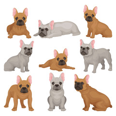 Poster - Flat vector set of gray and brown french bulldog puppies in different poses. Small breed of domestic dog. Home pet