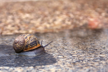 Big snail went for a walk after the rain