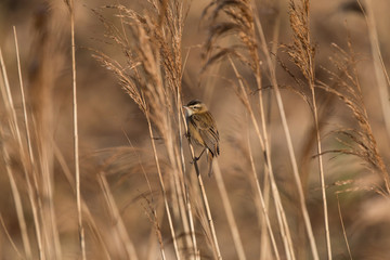 Bird in the grass