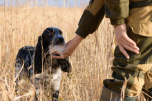 Successful Hunt, Female Hunting Dog And Wounded Bird Are In A Thickets Of A High Grass. The Caucasian Hunter Is Wearing Khaki Suit And The Russian Spaniel With Quail In His Mouth Are In Rural.