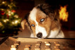 Dog; Australian Shepherd steals dog biscuits from baking tray