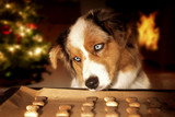 Fototapeta Koty - Dog; Australian Shepherd steals dog biscuits from baking tray