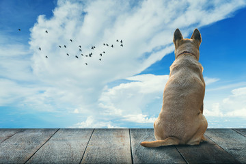 Wall Mural - Light brown dog is waiting for the owner on wood bridge