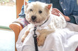 Therapy pet dog visiting retirement care home - westie is on lap of elderly senior person