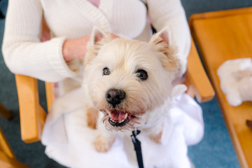 Wall Mural - West highland white terrier westie therapy dog on lap of adult person in retirement care home